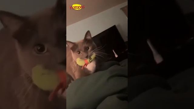 Животные в шоке! 😳 Приколы с котами и собаками 🐶😹 Лу