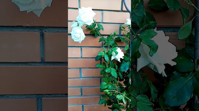 Роза - королева цветов, о которой испокон веков слагаю?