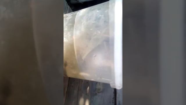 Новый прикол, кот ловит рыбу. смотреть онлайн