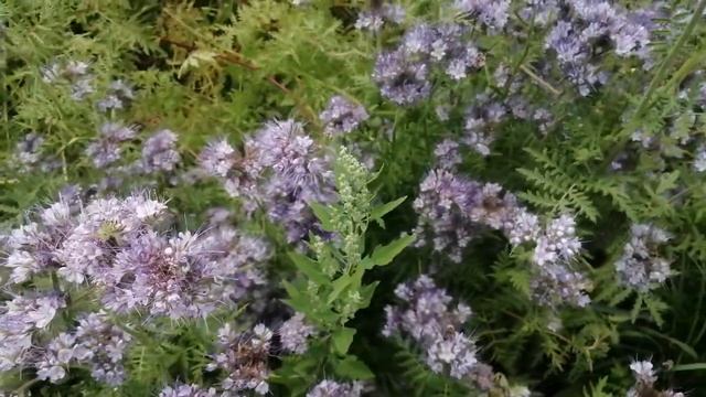 Цветёт фацелия, рядом с ульями