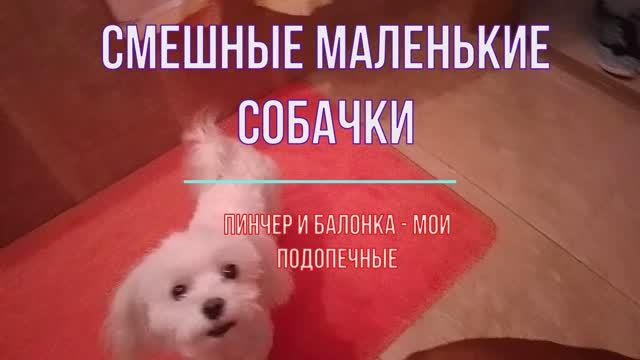 Смешные собаки Маленькие породы Пинчер и Болонка смотреть онлайн