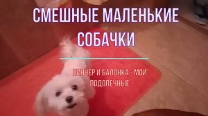 Смешные собаки Маленькие породы Пинчер и Болонка