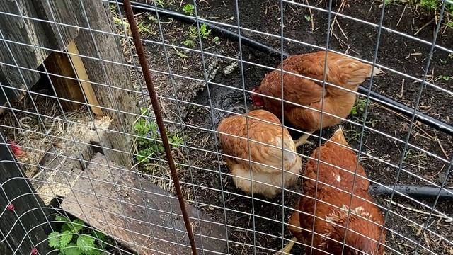 У куриц банный день. Готовим в казане картошку с мясом.
#Вказане#курыРодонит#Дача смотреть онлайн