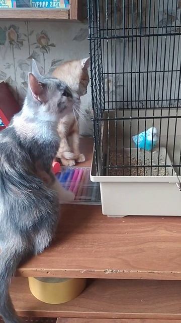 Живой уголок смотреть онлайн