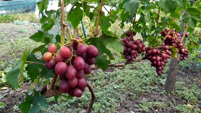 Виноград ВЕЛЮР. смотреть онлайн