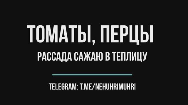 Томаты, перцы, рассада сажаю в теплицу смотреть онлайн