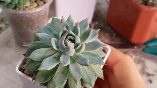 обзор на коллекцию суккулентов ч 3.#суккуленты