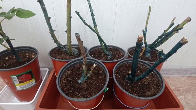 Розы из Светофора. смотреть онлайн