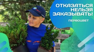 Пришел счастливый день Филиппа и другие хвойные!