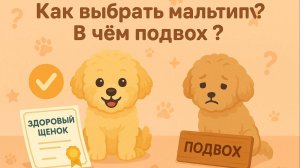 Как выбрать Мальтипу? Какие сложности при выборе?