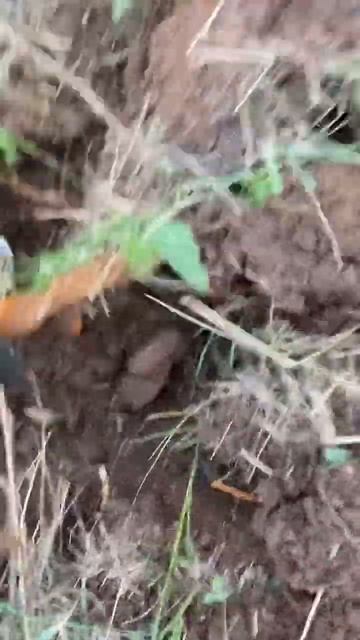 МЕТАЛЛОКОП 2023 #коп #металлоискатель #2023 #металлолом #мо смотреть онлайн