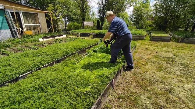 Фацелия....Весна🌱