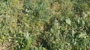 Глифосат! Как избавиться от сорняков навсегда!? Химиче