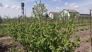 Голодным не буду 742