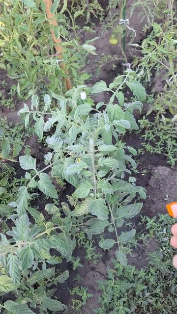 Голь на выдумки горазда❗️😅 #ульяновск #опрыскивание смотреть онлайн