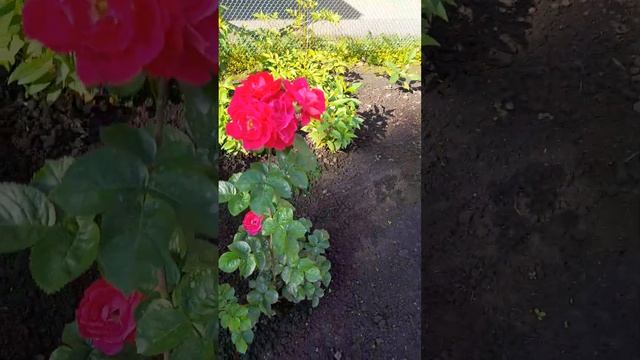 Розы на клумбе в полутени в Западной Сибири 29 июня 2024 смотреть онлайн