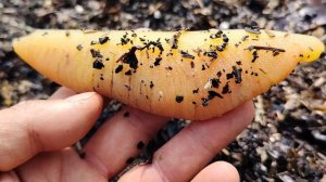 Прогулка на море | Морские находки | Сушёная рыба 🤣|Сахалин