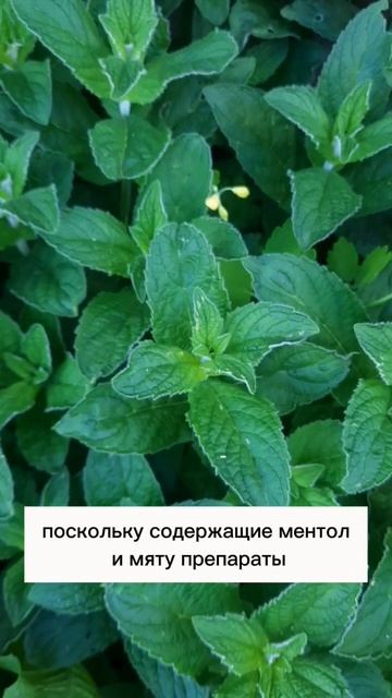 Вы точно не знали этого о мяте #фитотерапевт #фитотера? смотреть онлайн