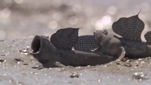 КРИЧАЩИЕ РЫБЫ | Screaming fish Видео приколы смотреть онлайн