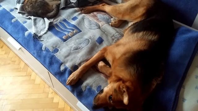 СОБАКА РАЗГОВАРИВАЕТ лежа на кровати смотреть онлайн
