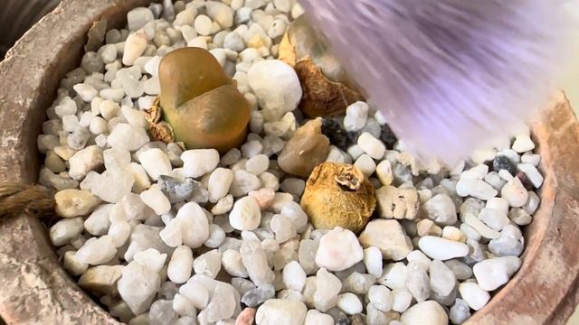 Конофитумы/ Conophytums. Как живые камни просыпаются. 30.09.24