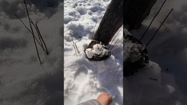 Скачут зайки, на лужайке!