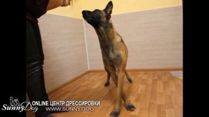 Интересная дрессировка дома трюки. или  Дрессировка: учим трюки с собакой