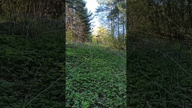 СНЫТЬ. ВОПРОС - ОТВЕТ.