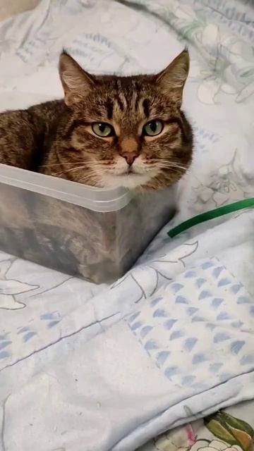 Жидкий кот!Прикол с котом Кузя жжот! #shorts #приколы #котыприколы #мемы #животные смотреть онлайн