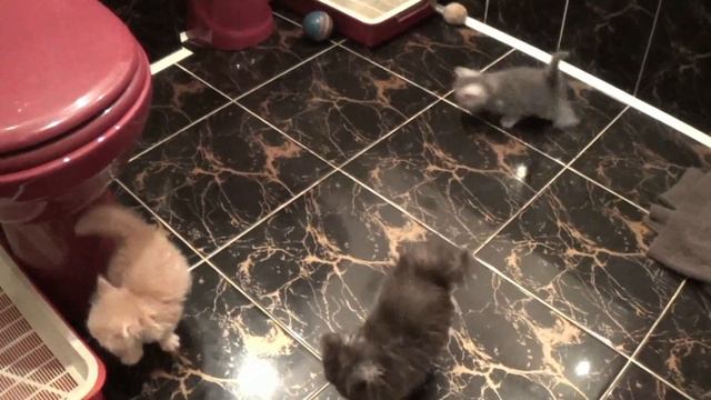Сумасшедшие, прикольные котята! ПРИКОЛЫ! Впервые вышли из родного "гнезда". смотреть онлайн