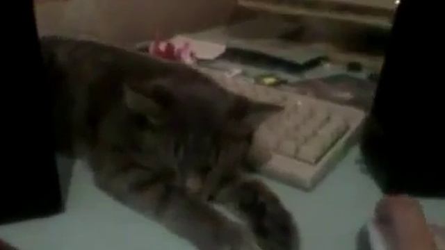 Кот немножко в шоке! смотреть онлайн