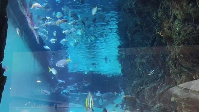 Видео для кошек — Настоящий аквариум с рыбками в 4K | Ры смотреть онлайн