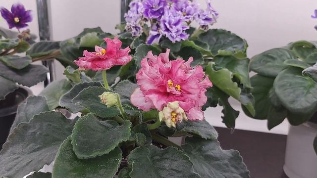 Сортовые стандартные ФИАЛКИ в моей коллекции за 12.03.25г