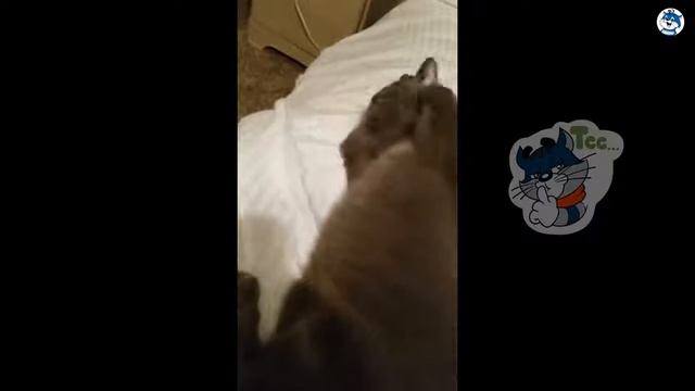 СМЕШНЫЕ КОТЫ Смешные кошки Приколы про кошек и котов 2018 ИЗБРАННОЕ русское VIDEOMEG RU смотреть онлайн