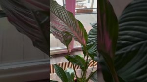 Спатифиллум Сенсация и Свит Себастьяно