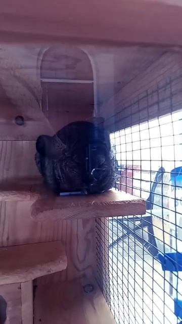 Малыш у шиншил. #шиншилы #music #cute смотреть онлайн