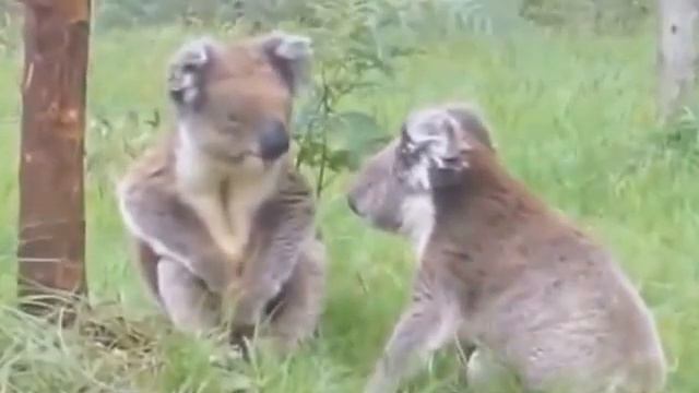 Смешное Видео Приколы 2014 Улетное Видео Ржач FUNNY VIDEOS FAIL COMPILATION смотреть онлайн