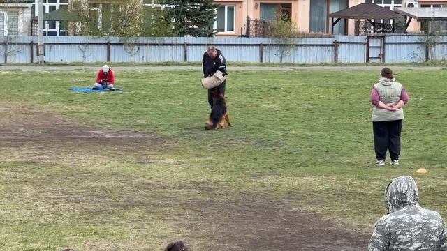 1 Отл. КЧК БРУНО из Дома Сибирины Лучшая защита! №8 / КЧК КЕМЕРОВО 4 мая`25 И.Ширан Моно н/о