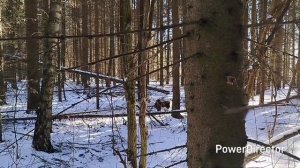 КАК НАТАСКАТЬ ЛАЙКУ/ НАТАСКА и ОБУЧЕНИЕ ЩЕНКА ЛАЙКИ В ?