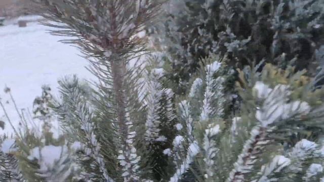 -10° босиком по снегу 24.02.25  Зимний сад и розы на морозе.