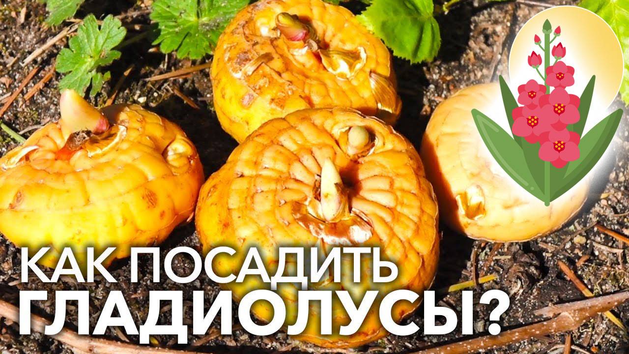 Когда и как Сажать Гладиолусы, чтобы они не падали. Удобный способ смотреть онлайн