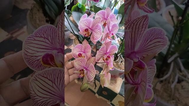 Орхидея фаленопсис Jupiter (Юпитер).