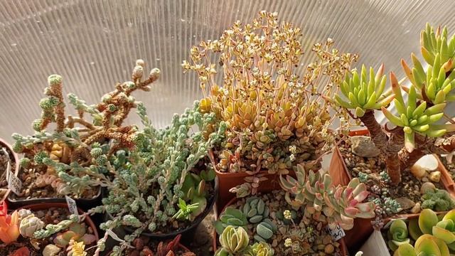 Ответы на ваши вопросы. Крассула Рога Дьявола. Отсыхаю