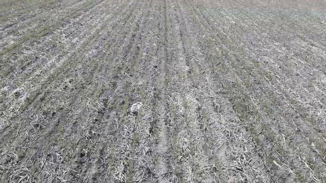 Неудачная и плохо подготовленная попытка Notill Пшеницы