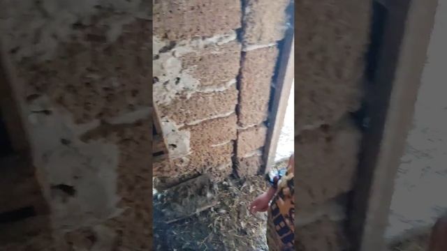 Сельские разборки.))) Степу клюнула курица... смотреть онлайн