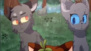 Коты Воители Приколы Сборник.