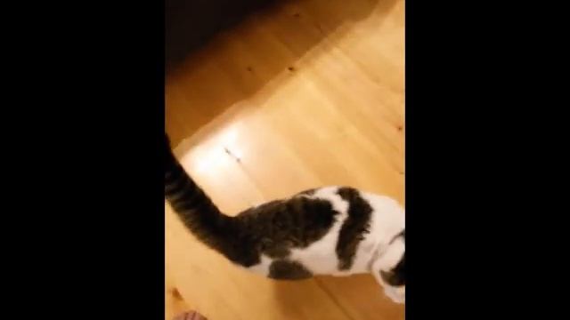 Смешной кот лезет под кровать ))) Cat and bed ))) смотреть онлайн