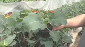 🍀 Когда и как правильно высаживать рассаду брокколи в открытый грунт? 🌱