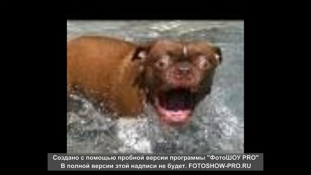 ПРИКОЛЫ С ЖИВОТНЫМИ! СМЕЯЛСЯ ДО УПАДУ! ПОДБОРКА ИЮНЬ 2020! смотреть онлайн