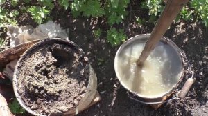 Подкормка чеснока весной